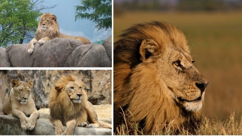 Xã hội sư tử cấu trúc đoàn kết của bầy đàn