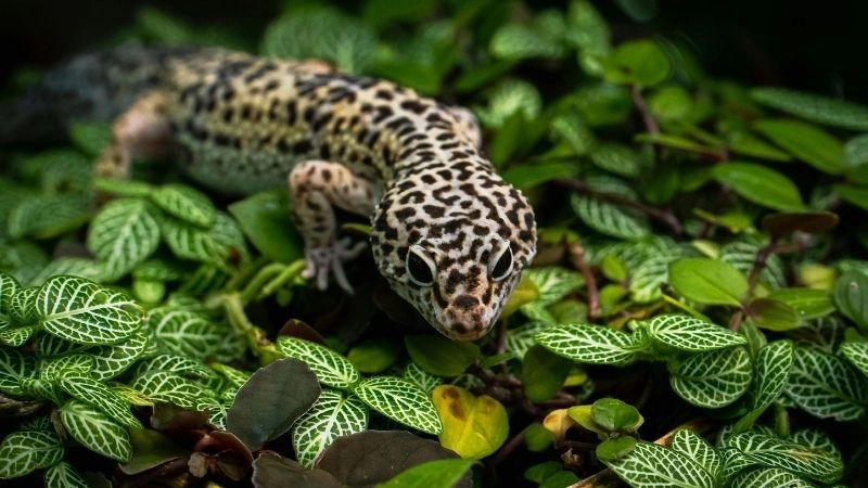 Nghiên cứu ngụy trang khám phá sinh học độc đáo