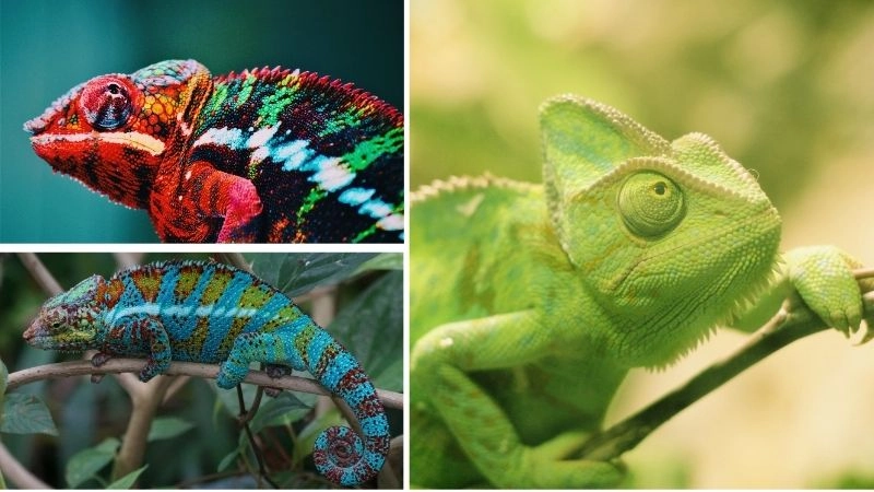 Tắc kè hoa bậc thầy biến đổi màu sắc tự nhiên