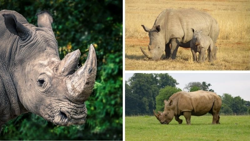 Bảo tồn tê giác nỗ lực cứu loài khỏi tuyệt chủng