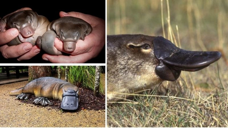 Động vật độc đáo bản sắc của thiên nhiên