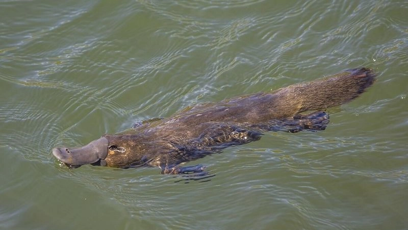 Thú mỏ vịt kỳ quan sinh học của Úc