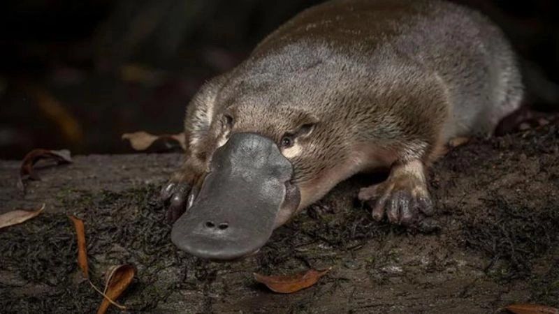 Đặc điểm thú mỏ vịt sự lạ lùng tự nhiên