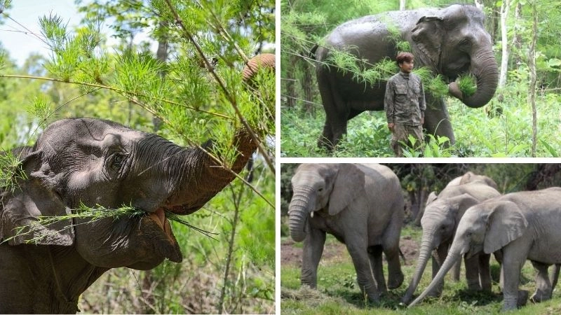 Voi và rừng mối liên kết sinh thái