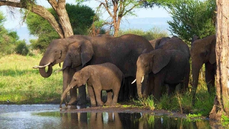 Hệ sinh thái rừng cân bằng tự nhiên