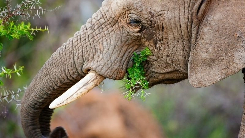 Vai trò voi kỹ sư của rừng nhiệt đới