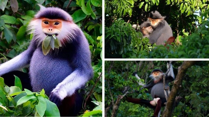 Voọc chà vá linh trưởng quý hiếm Việt Nam