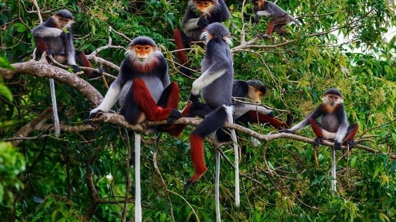 Động vật quý hiếm kho báu sinh học Trái Đất