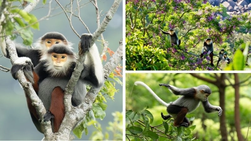 Bảo tồn voọc nỗ lực cứu linh trưởng quý hiếm