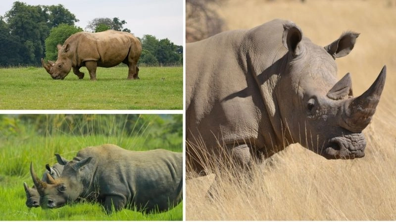 Sừng tê giác nguyên nhân chính của săn bắn và tranh cãi