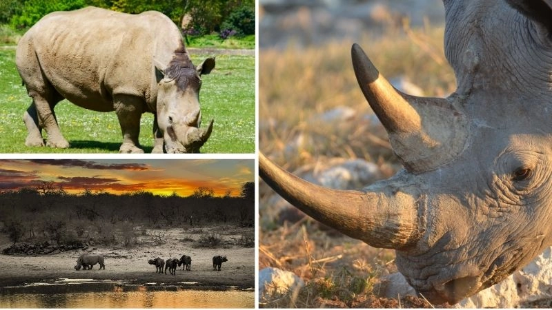 Săn bắt tê giác mối đe dọa lớn đến sự sống còn