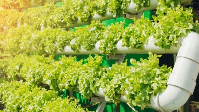 Ứng dụng của công nghệ sinh học trong sản xuất và công nghiệp