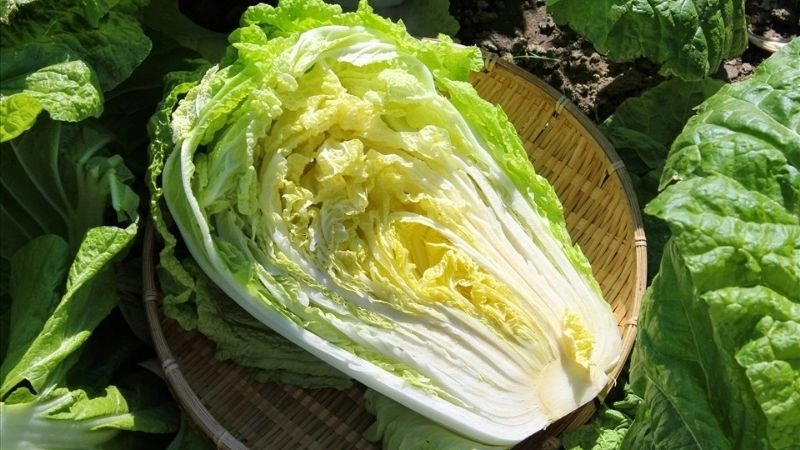 Cải thảo chứa nhiều nước, chất chống oxy hóa và vitamin, nhưng calo lại rất thấp