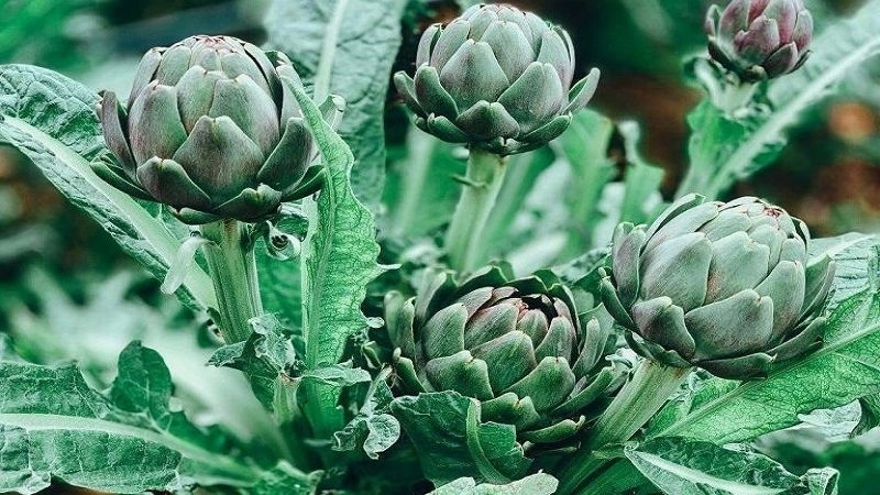 Atiso giúp bảo vệ gan chống lại các tổn thương