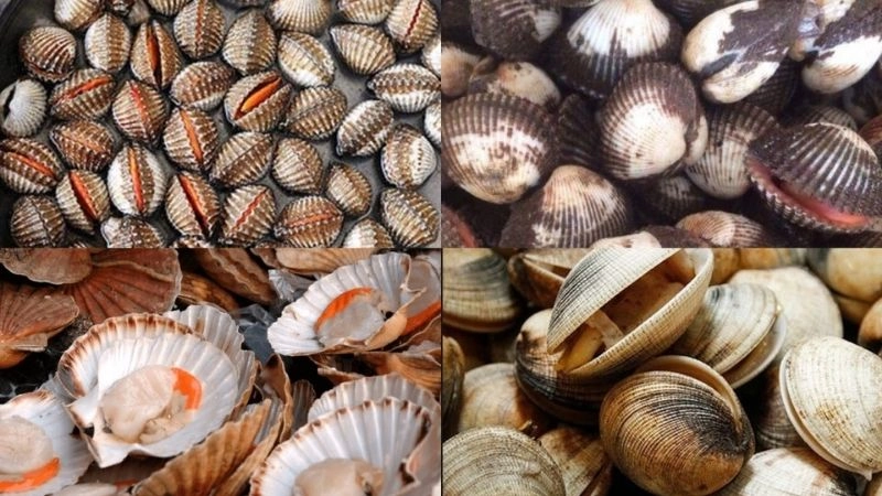 oại động vật có vỏ bổ dưỡng và đặc biệt là chứa nhiều sắt