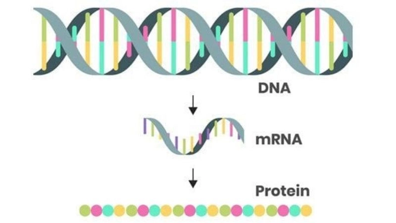 vắc-xin mRNA hoạt động bằng cách huấn luyện cơ thể bạn nhận biết và tạo ra các công cụ để chống lại tác nhân gây hại