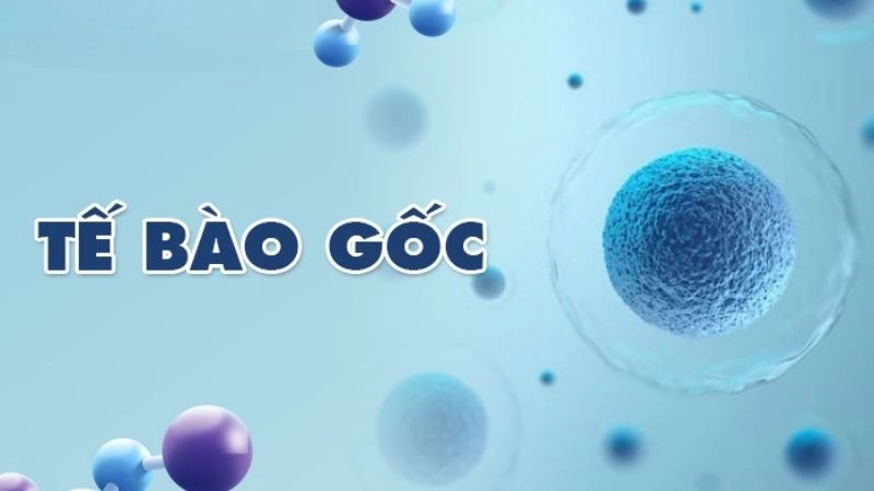 Tế bào gốc là những tế bào đặc biệt có khả năng tự tái tạo và tạo ra các tế bào mới 