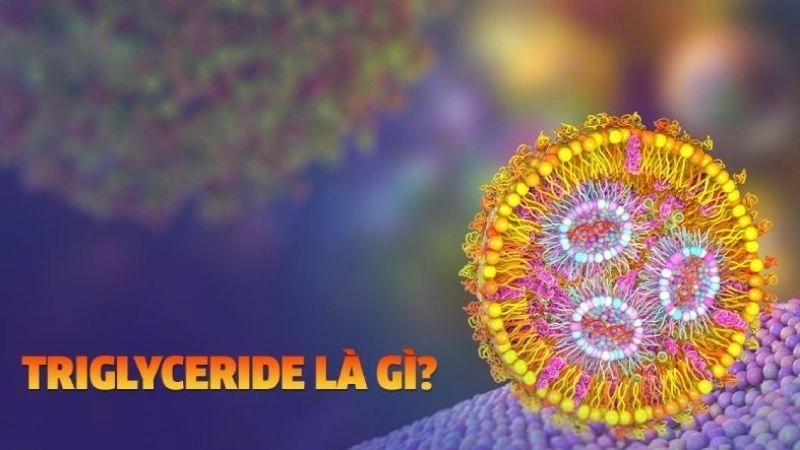 Triglyceride cao là tình trạng chất béo trung tính trong máu vượt ngưỡng bình thường