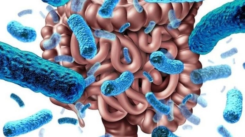 Hệ vi sinh đường ruột là một cộng đồng phức tạp của các vi sinh vật