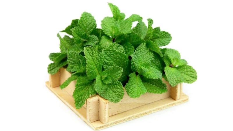 Dầu bạc hà được chứng minh có tác dụng cải thiện các vấn đề về tiêu hóa