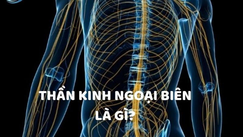 Rối loạn thần kinh ngoại biên xảy ra khi một hoặc nhiều dây thần kinh trong hệ thống này bị tổn thương 
