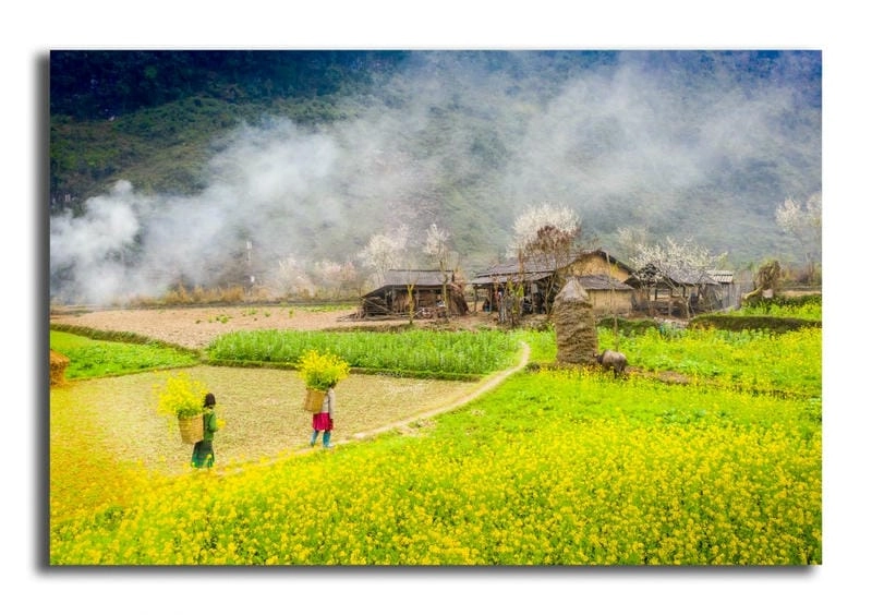 Khám phá thời điểm lý tưởng để đến Mộc Châu mùa hoa cải vàng