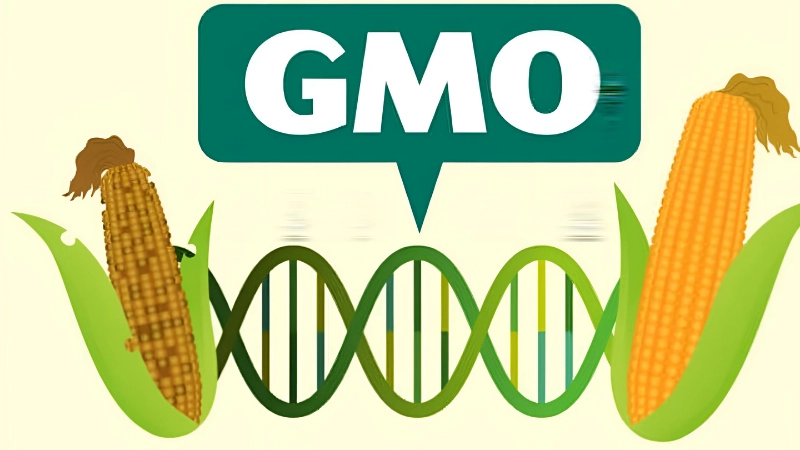 An toàn GMO trước những lo ngại của người tiêu dùng