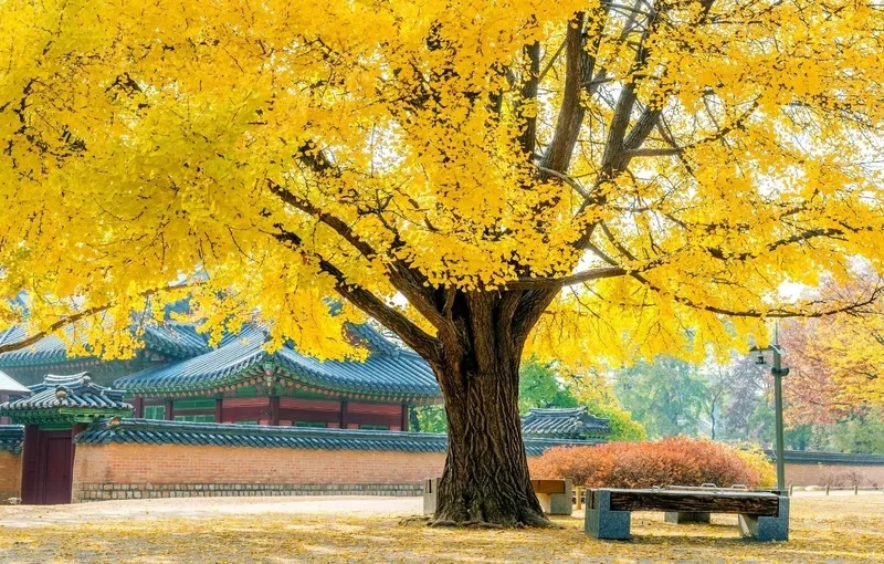 Asan mang đến trải nghiệm bình yên khó quên