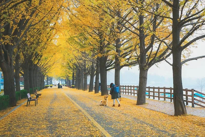 Tham quan Asan để hiểu thêm văn hóa địa phương