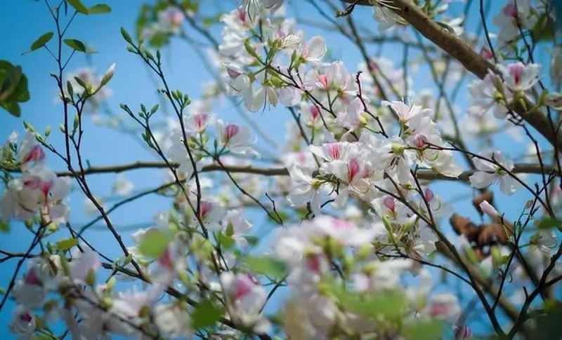 Khám phá thời điểm lý tưởng để đến Sapa rực rỡ và quyến rũ