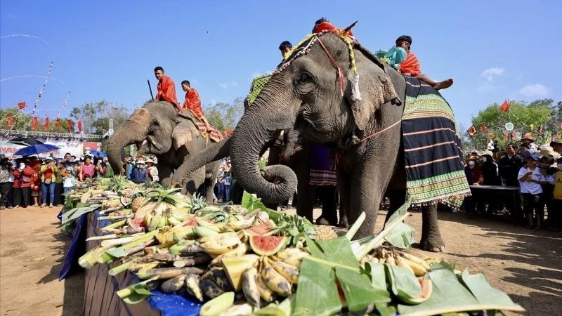 Voi Buôn Đôn biểu tượng văn hóa vùng đất đỏ