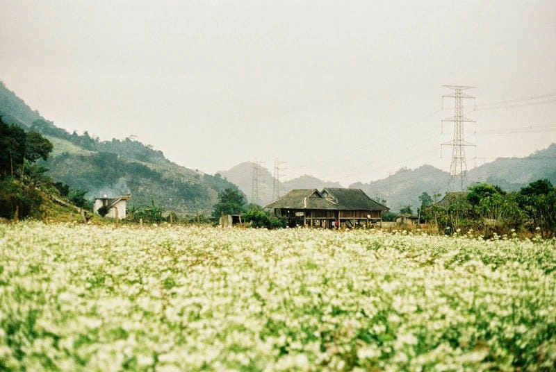 Sắc màu Cánh đồng hoa Mộc Châu làm say lòng người