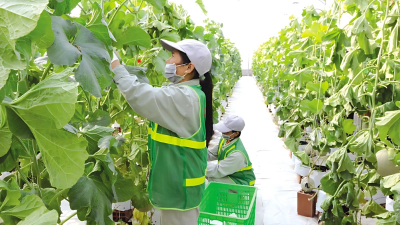 Công nghệ sinh học thúc đẩy đổi mới trong nông nghiệp