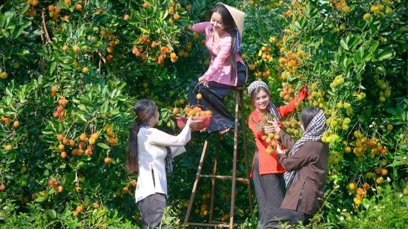 Du lịch Vĩnh Long khám phá miền đất hữu tình