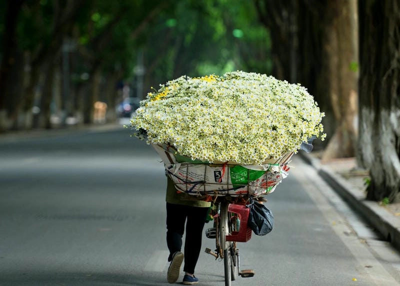 Say lòng các địa điểm ngắm hoa cúc họa mi Hà Nội