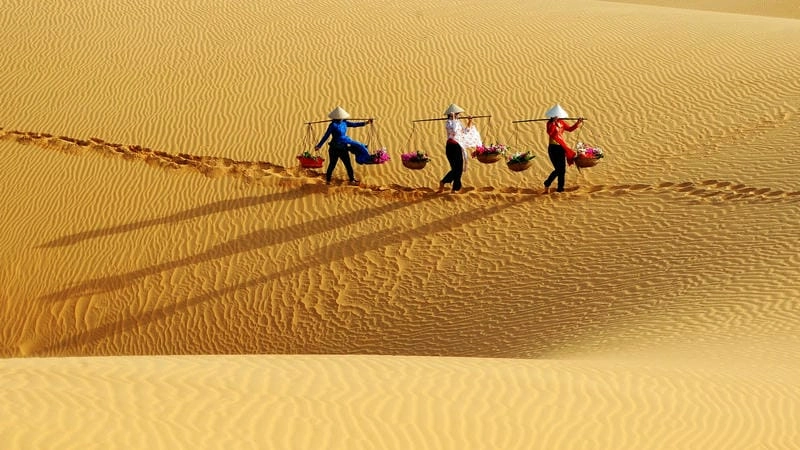 Đồi cát Bình Thuận trải dài dưới nắng vàng