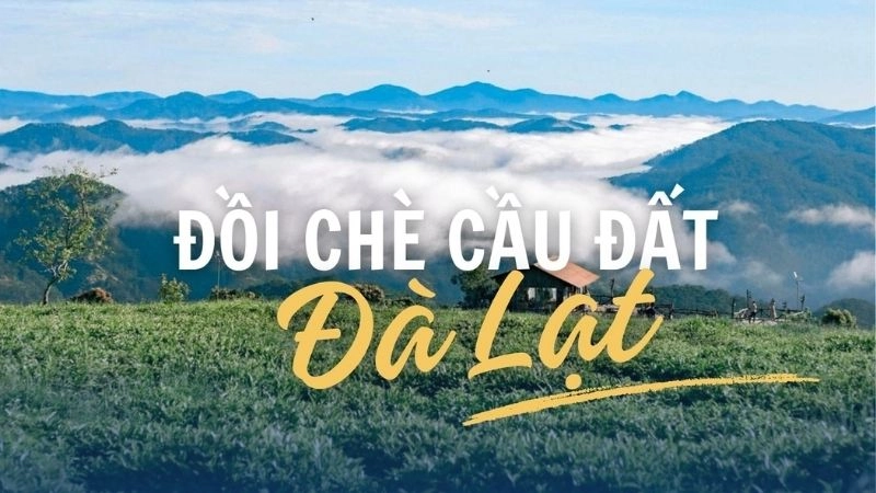 Đôi nét về đồi chè Cầu Đất và sức hút bất tận