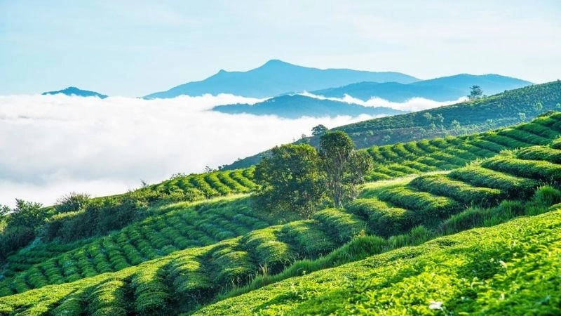 Thời điểm lý tưởng để đến thăm đồi chè Cầu Đất