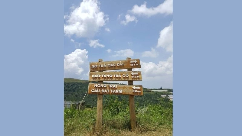 Cảnh quan Đồi chè Cầu Đất nên thơ rực rỡ