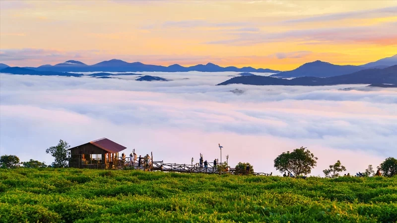 Đồi chè Cầu Đất Đà Lạt xanh mướt dưới nắng sớm