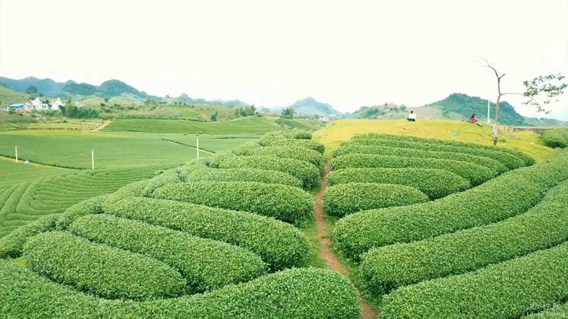 Khám phá Đồi chè trái tim Mộc Châu qua góc chụp độc đáo