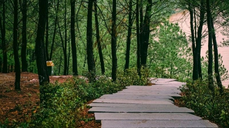 Cây xanh Đồi Vọng Cảnh phủ bóng mát lành