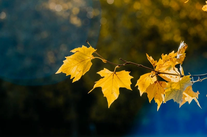 Khám phá thời điểm lý tưởng để đến Mai Châu thu hút nhất