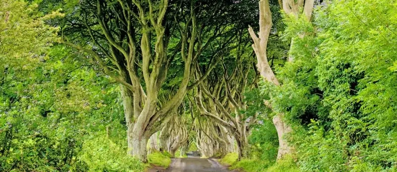 Khám phá Di sản thế giới Giant's Causeway UNESCO nổi tiếng