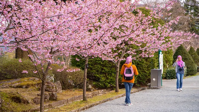 Hakone quyến rũ với hoa anh đào mùa xuân