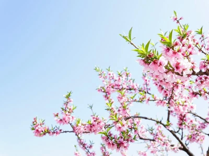 Say đắm không khí mùa xuân Hà Nội