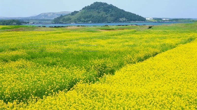 Ngỡ ngàng trước chiêm ngưỡng Hà Nội mùa hoa cải vàng khi nào?