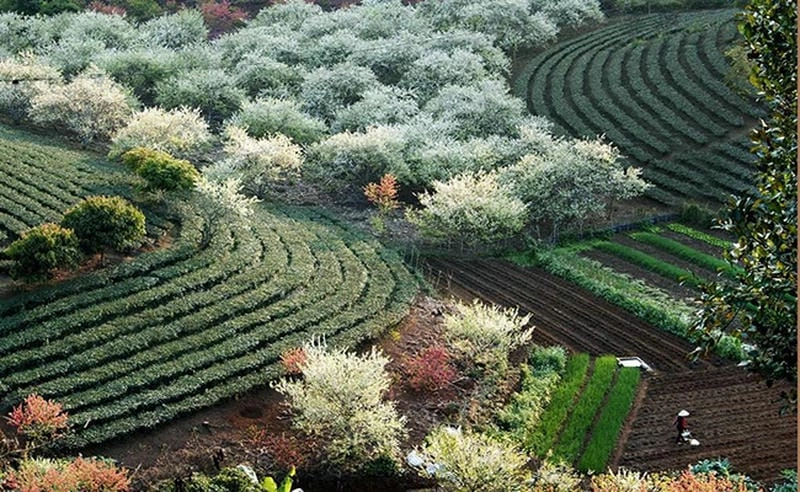 Những lý do khiến Sapa mùa hoa ban thu hút du khách bất ngờ