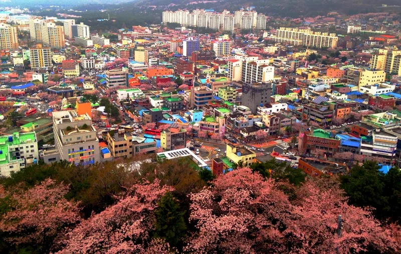 Jinhae rực rỡ trong lễ hội hoa anh đào