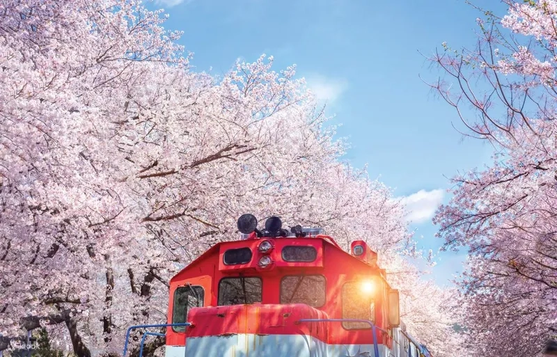 Jinhae đẹp như tranh vào tháng tư hàng năm